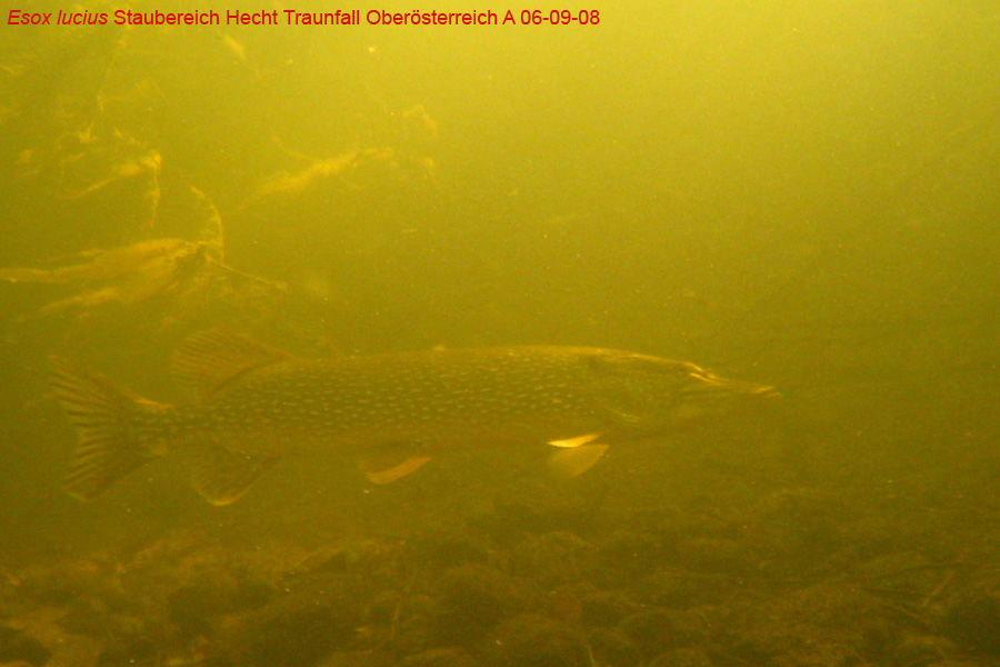 Immersione in fiume austriaco